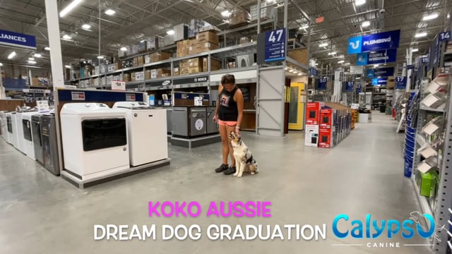 Koko The Aussie