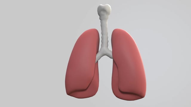 10+ Free Lungs & Lung Videos, HD & 4K Clips - Pixabay