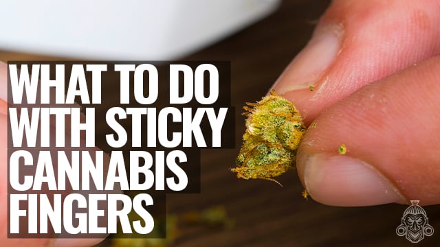 How to Clean Cannabis Trimming Scissors - Zamnesia Blog