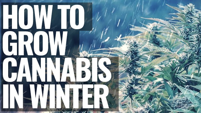 Things You Should Know About Growing Cannabis in Winter