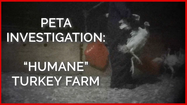 Animal rights organisation PETA releases findings from animal cruelty  investigation on luxury brands — TFR