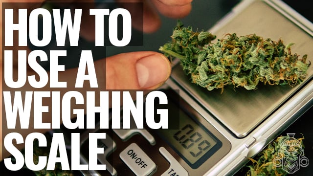 The Ultimate Guide to Weed Scales: Find the Best Type for Cannabis