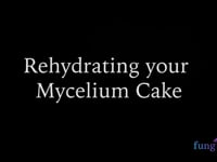 Rehydrating your mycelium cake for multiple flushes