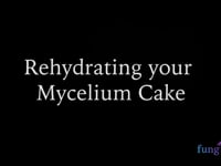 Rehydrating your Mycelium Cake for Multiple Flushes