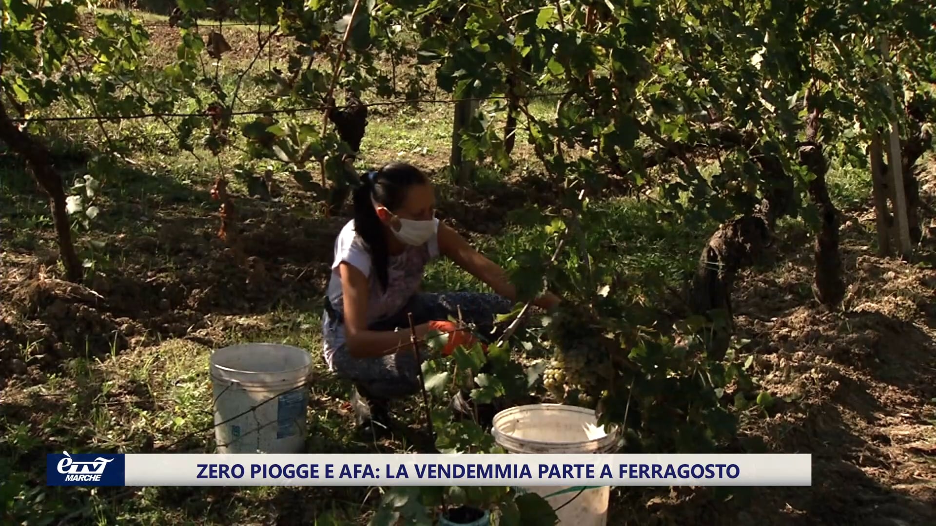 Poca pioggia e troppo caldo fanno partire la vendemmia  a ferragosto