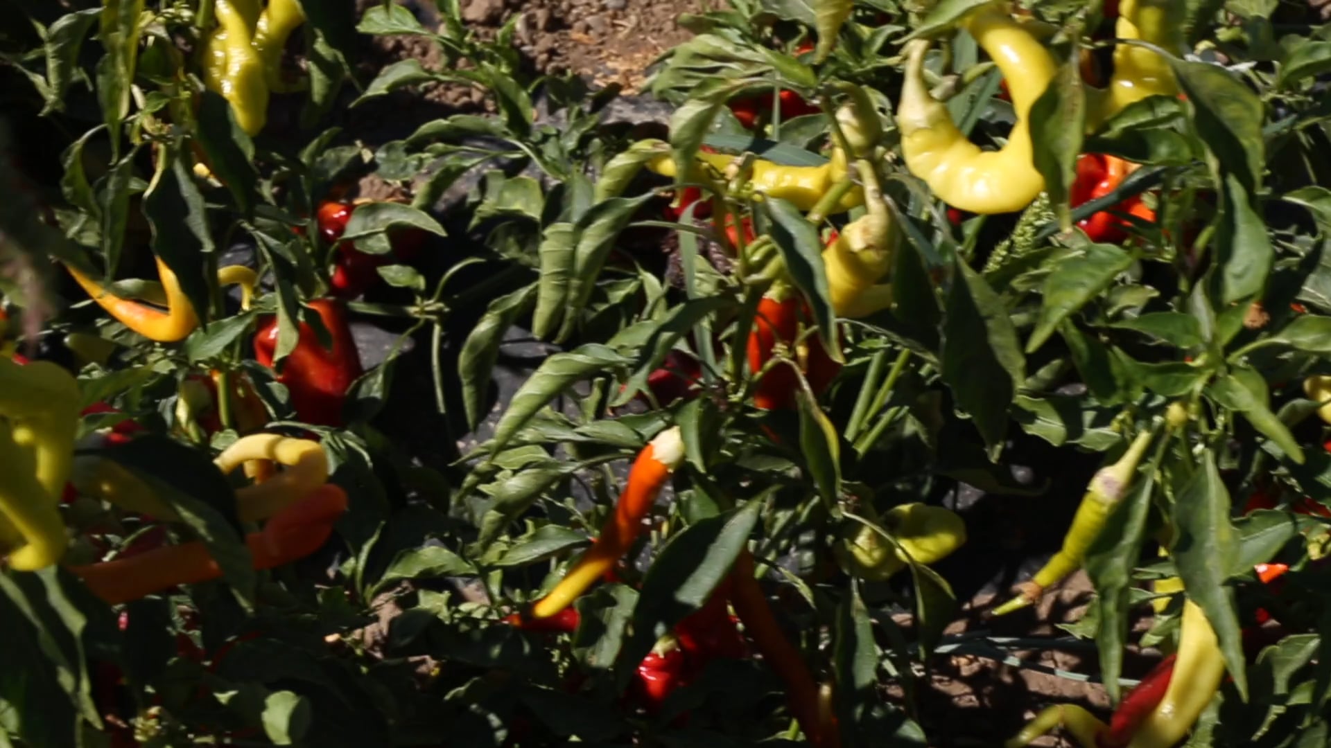 McIlrath Family Farms fosters CSA-adjacent business for Valley locals