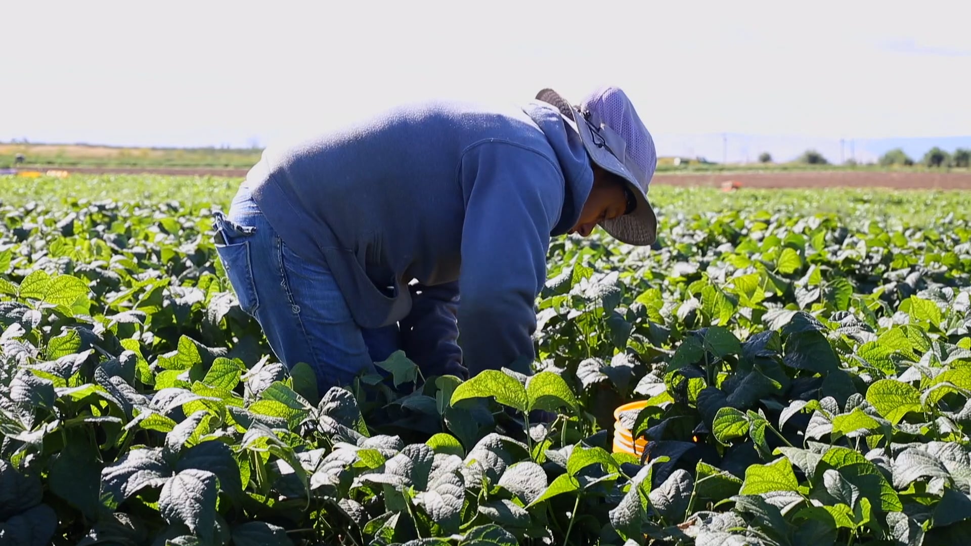 Mushroom grower and local farmer bring fresh produce from the soil