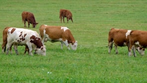 cows, pasture, grass