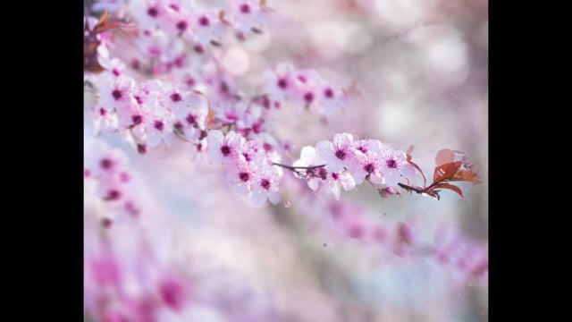 90以上の無料桜 バネ動画 Hd 4kクリップ Pixabay