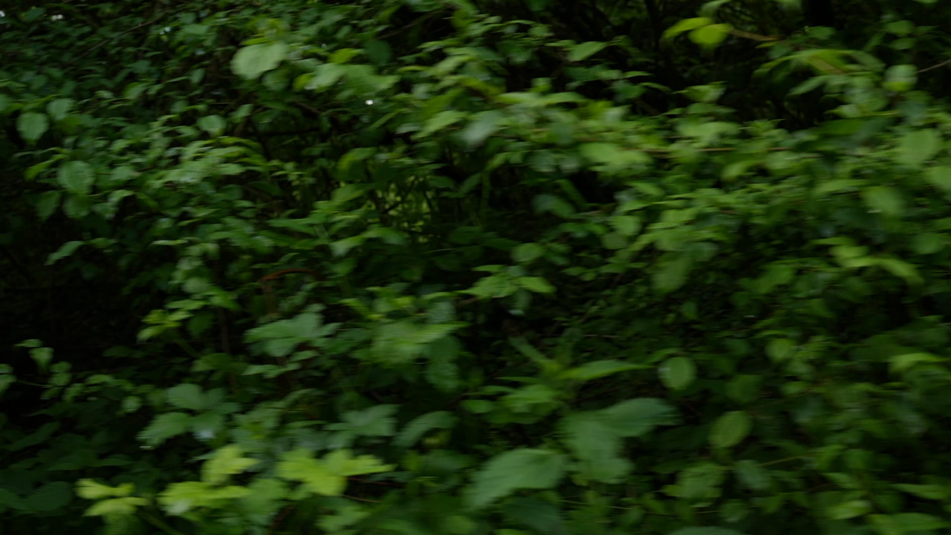 Driving near forest window view in slow motion