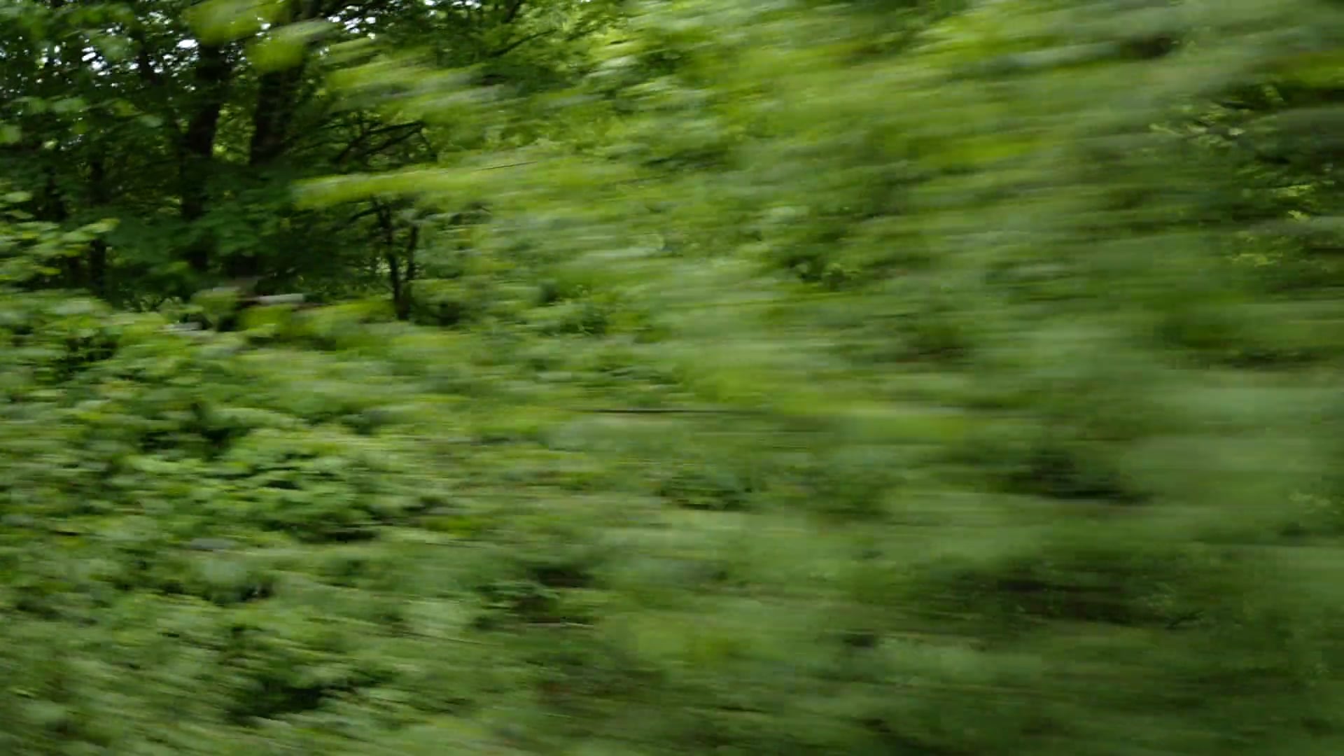 Driving near forest window view in slow motion