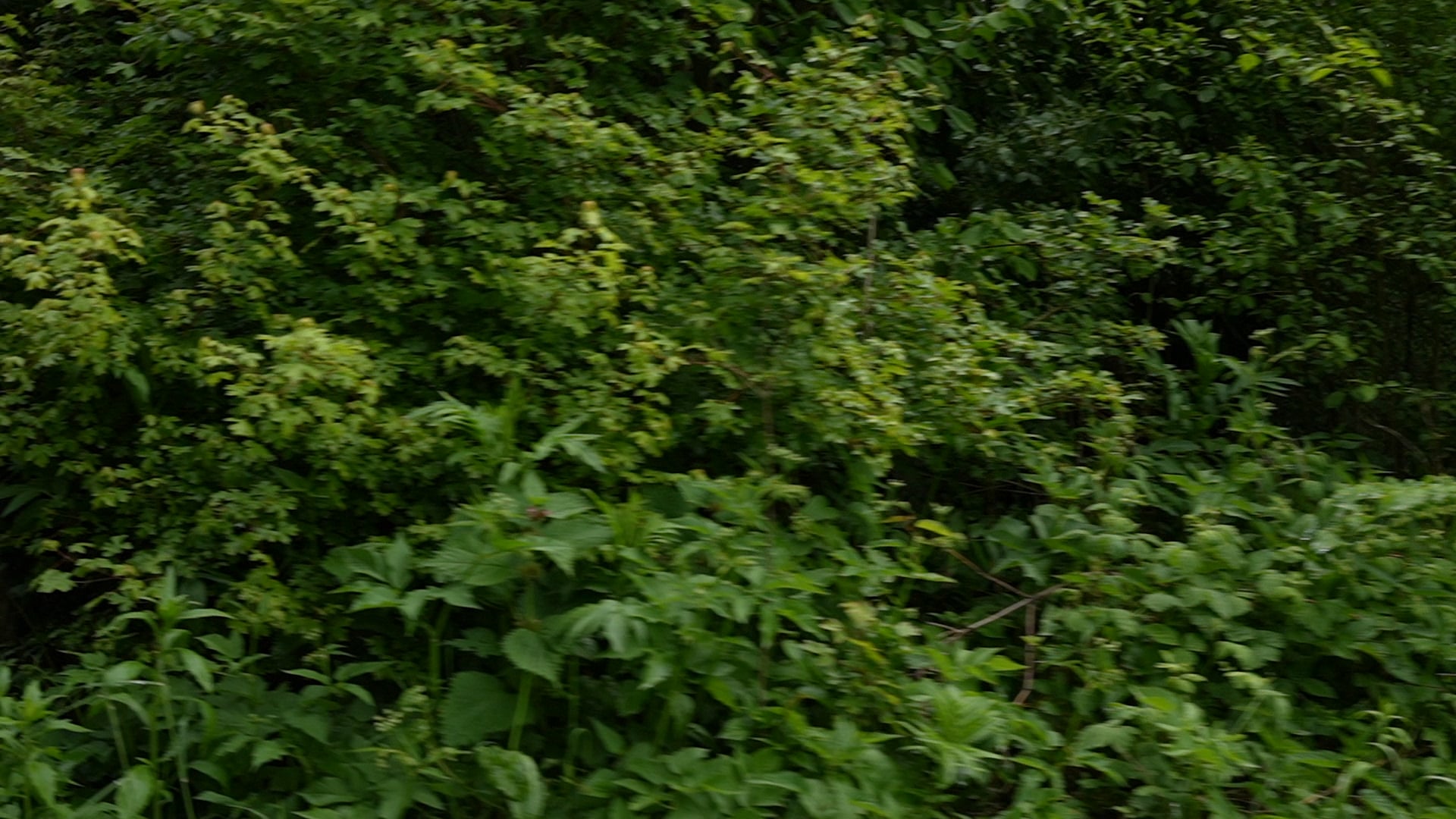 Deforestation felled trunks slow motion