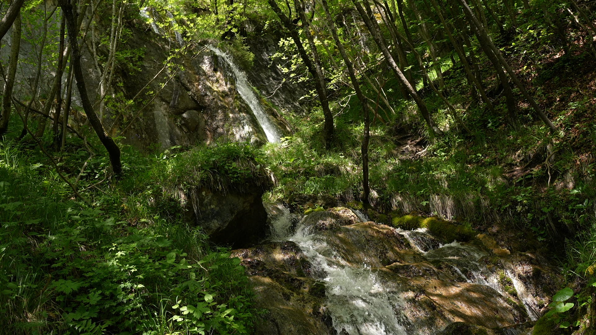 Forest waterfall