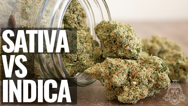 Top 5 De Variedades De Marihuana Sativa Para 2020 - Zamnesia Blog