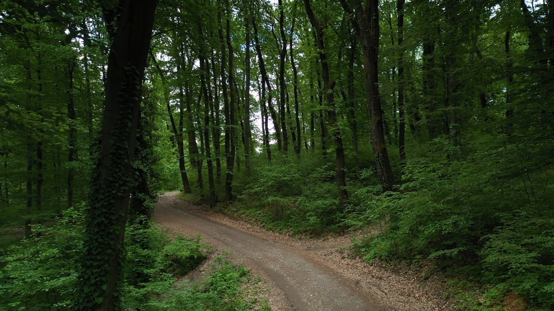 Coming out of the woods