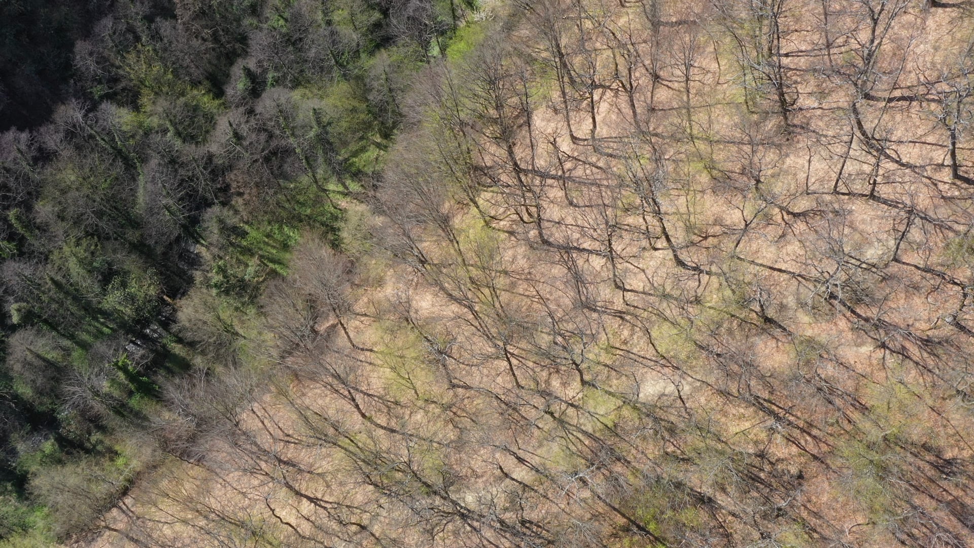 Trees from winter to spring