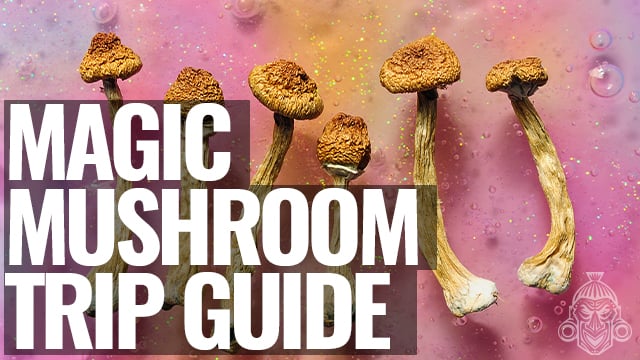 Comment Cuisiner Les Champignons Magiques - Zamnesia Blog