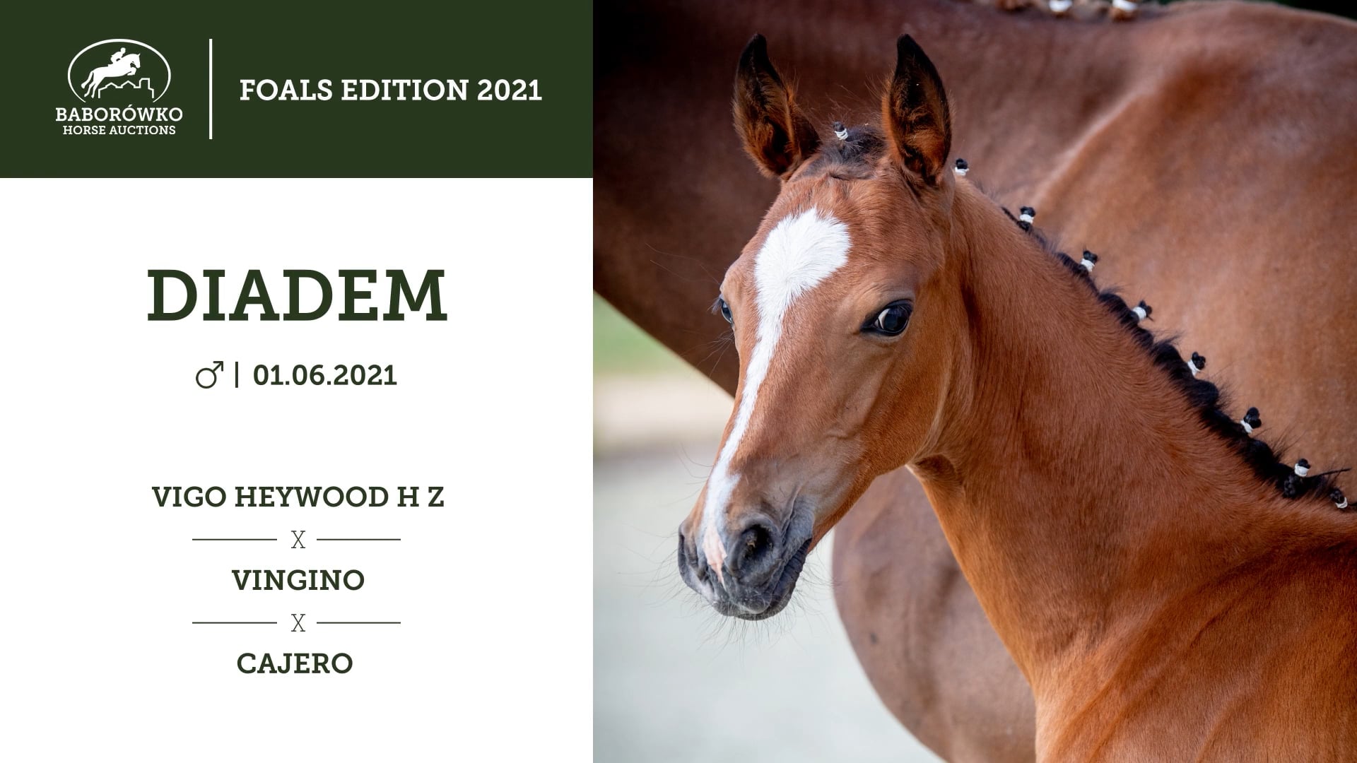 BHA Foals Edition 2021: Diadem (Vigo Heywood H Z x Vingino)