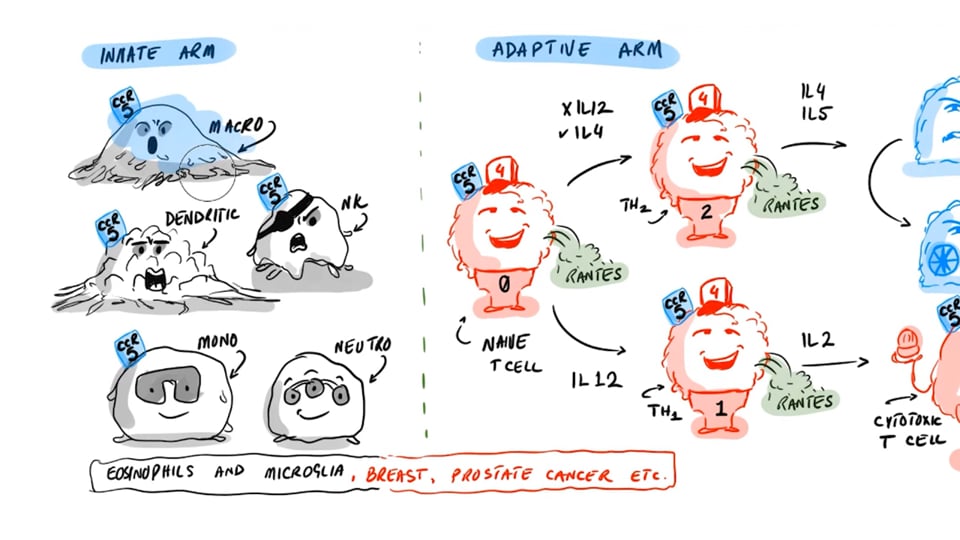 Maraviroc Mechanism of Action (MOA)