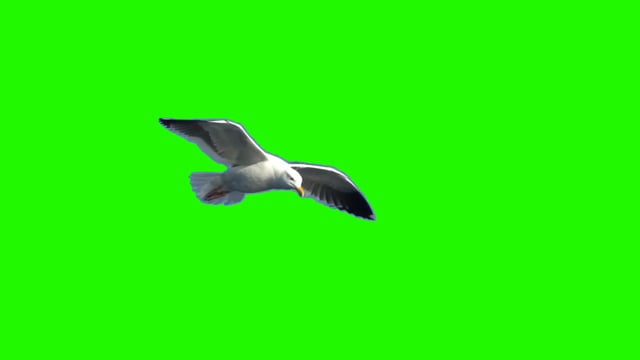 100+ Free Birds Flying & Flying Videos, HD & 4K Clips - Pixabay