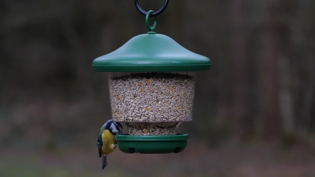 Mangeoire pour fenêtre I Love My Birds™ – Jacobi Jayne