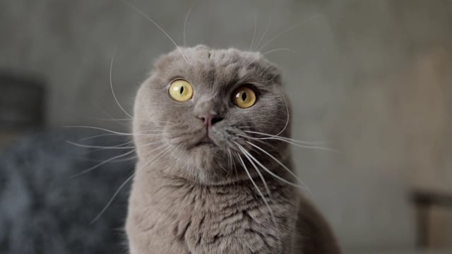 Funny Cat Videos: 40 Short Clips That Will Make You Giggle