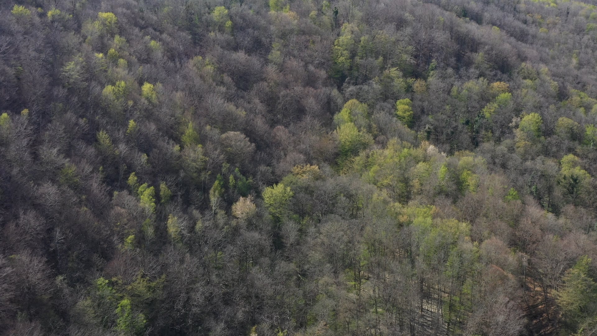 Trees from winter to spring