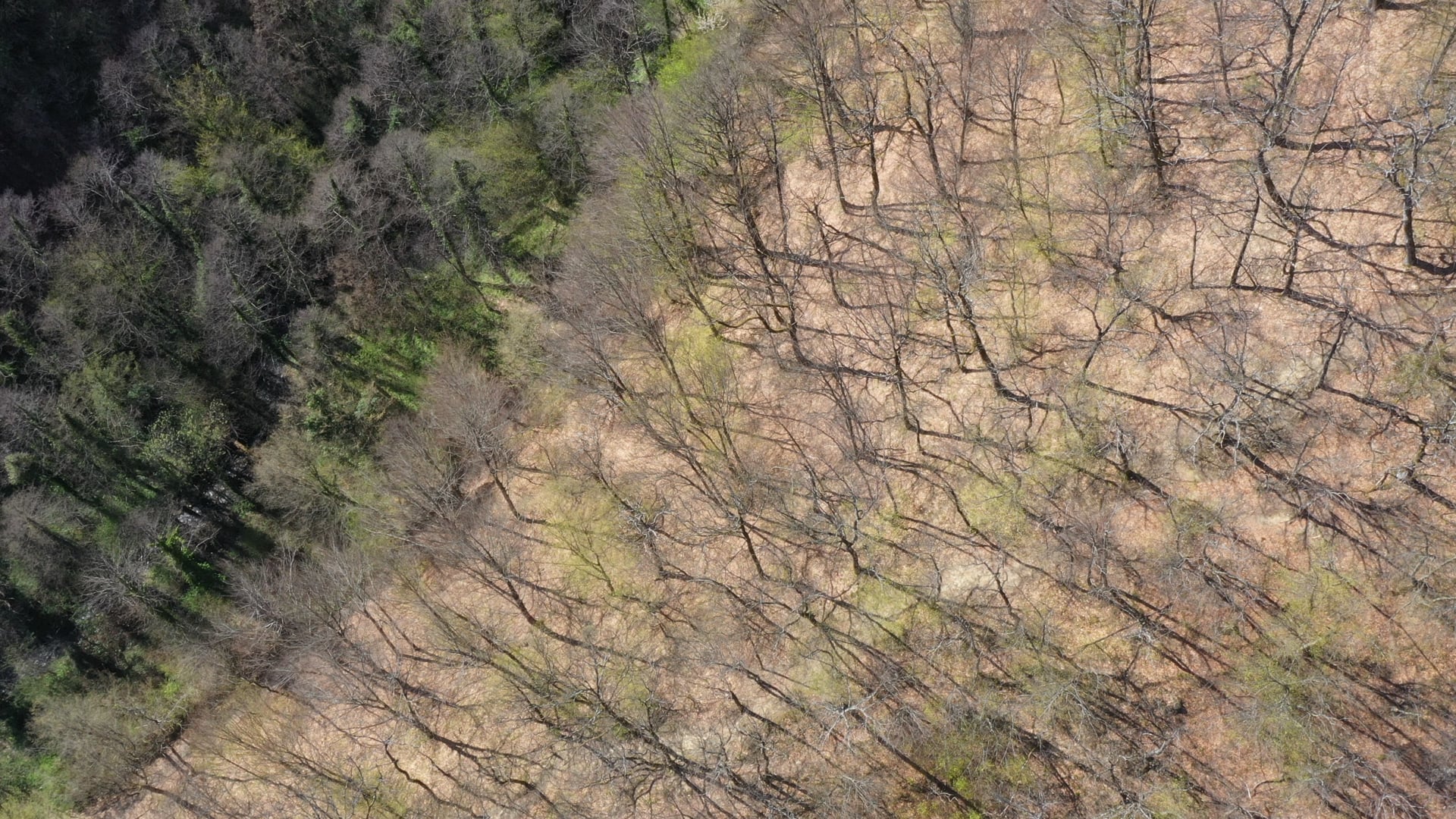 Trees from winter to spring