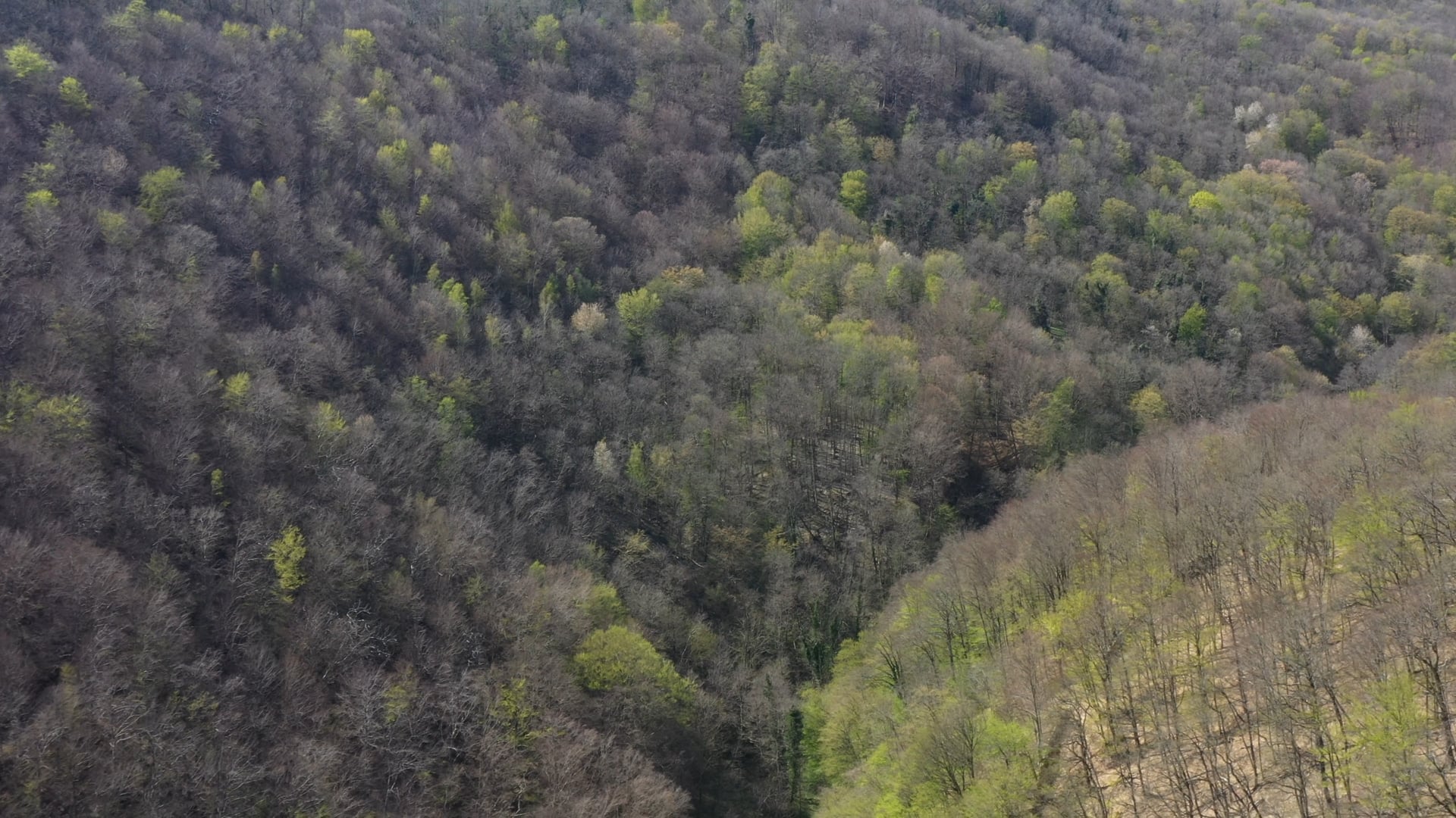 Trees from winter to spring