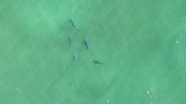 Sharks Spotted Off Western Southampton Beaches