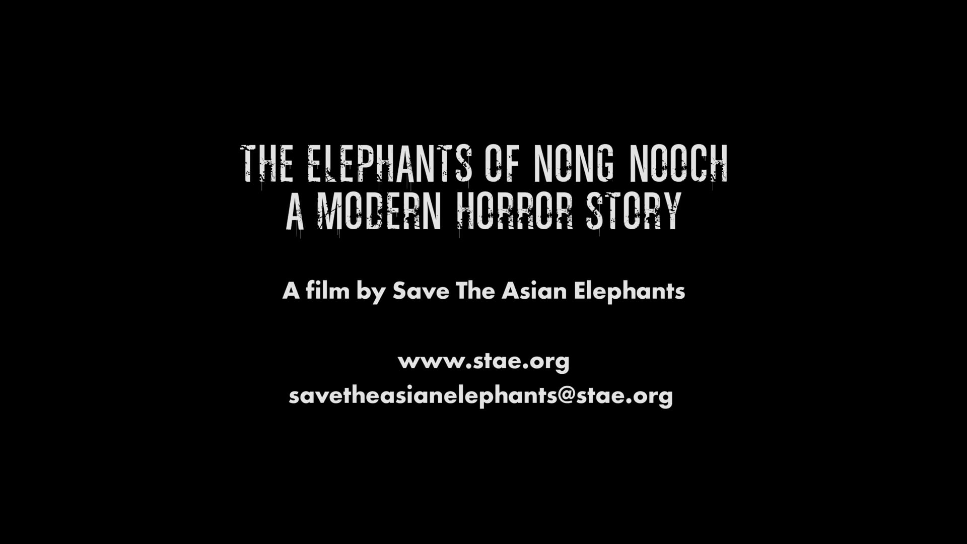 The Elephants of Nong Nooch