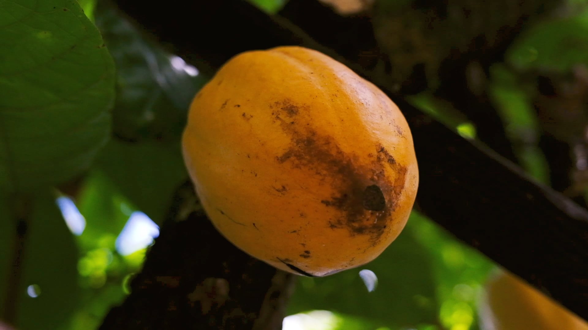 Maré Chocolate  //  Institucional