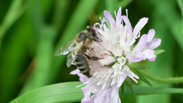 Bee Insect Pollination - Free video on Pixabay