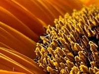 Sun Flowering - Aug 22 Song Bath Sanctuary