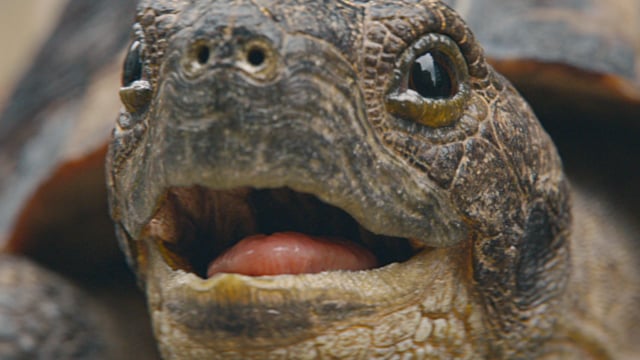 SkateTurtle