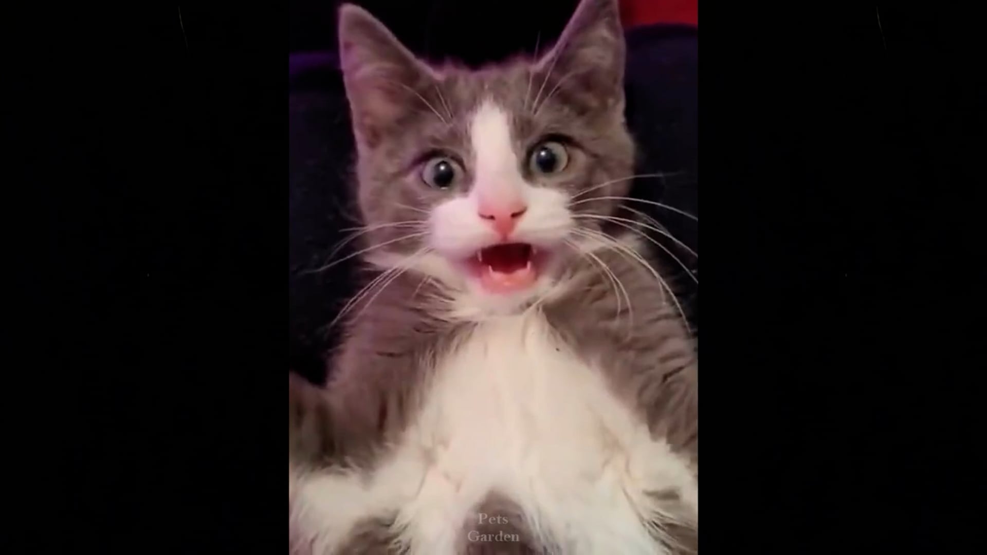 Τα καλύτερα αστεία βίντεο με γάτες