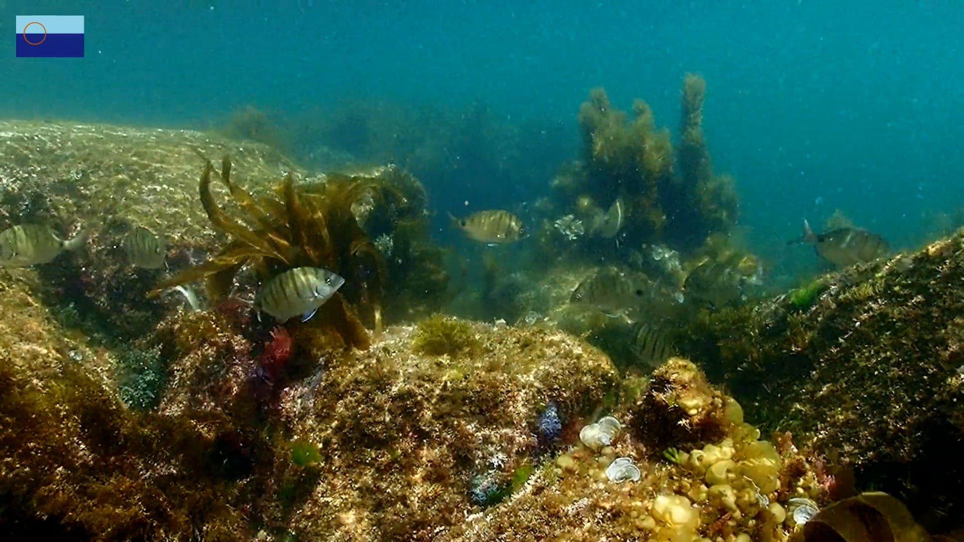 Un paseo bajo el mar / Un paseo baixo o mar - Parque Nacional das Illas Atlánticas de Galicia