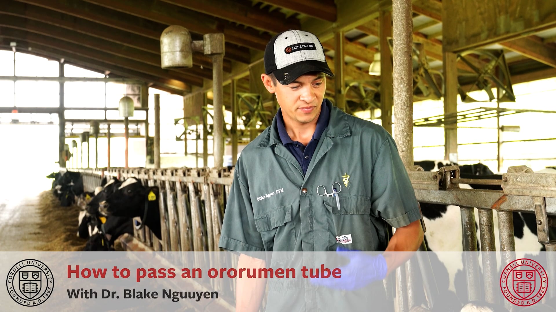 Foundation Course VII Bovine Clinical Skills and Handling How to