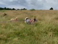 Balto Video
