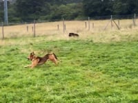 Dooley Video