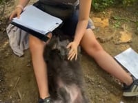 Moflea Video