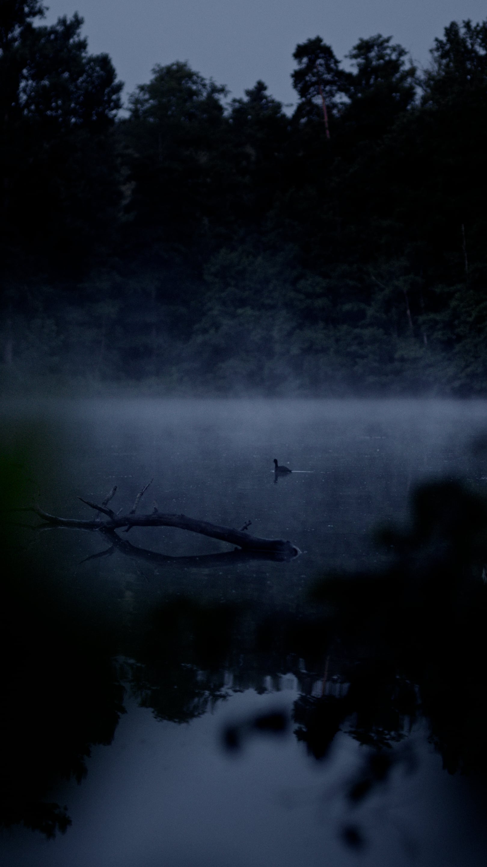 the fog