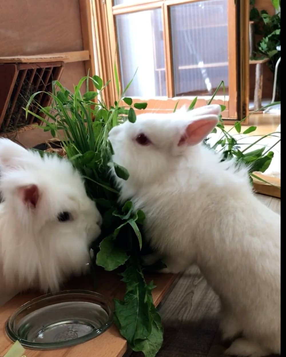 Ungiftige pflanzen für kaninchen