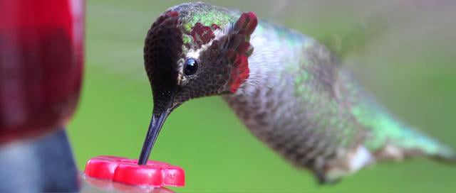 Hummingbird Fever! on Vimeo