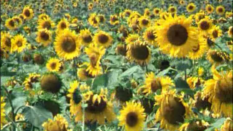 Les tournesols