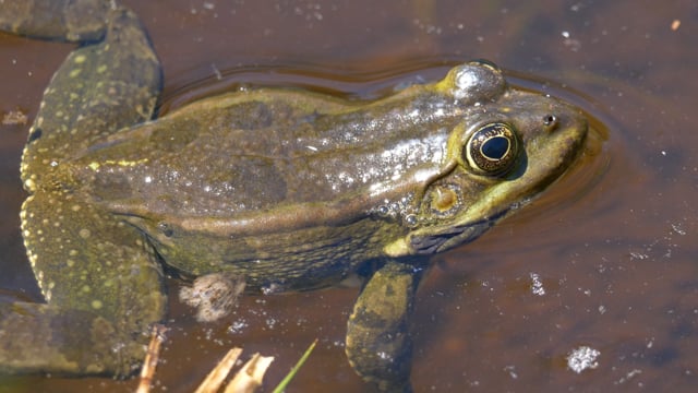 80以上の無料カエル 水動画 Hd 4kクリップ Pixabay