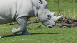 rhino, pachyderm, horn