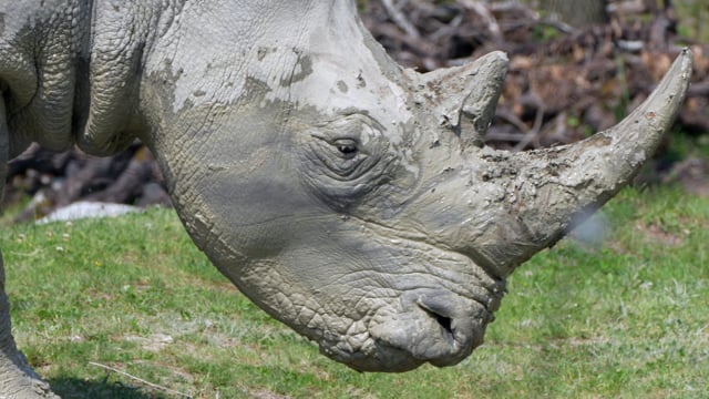 20+ Free Rhinoceros & Rhino Videos, HD & 4K Clips - Pixabay