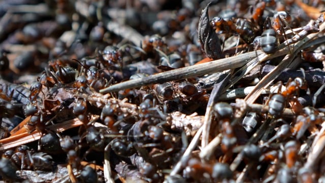 Ants Nest Insect - Free video on Pixabay