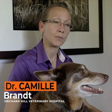 Dr Camille Brandt Highly Recommends Rose-hip Vital Canine On Vimeo